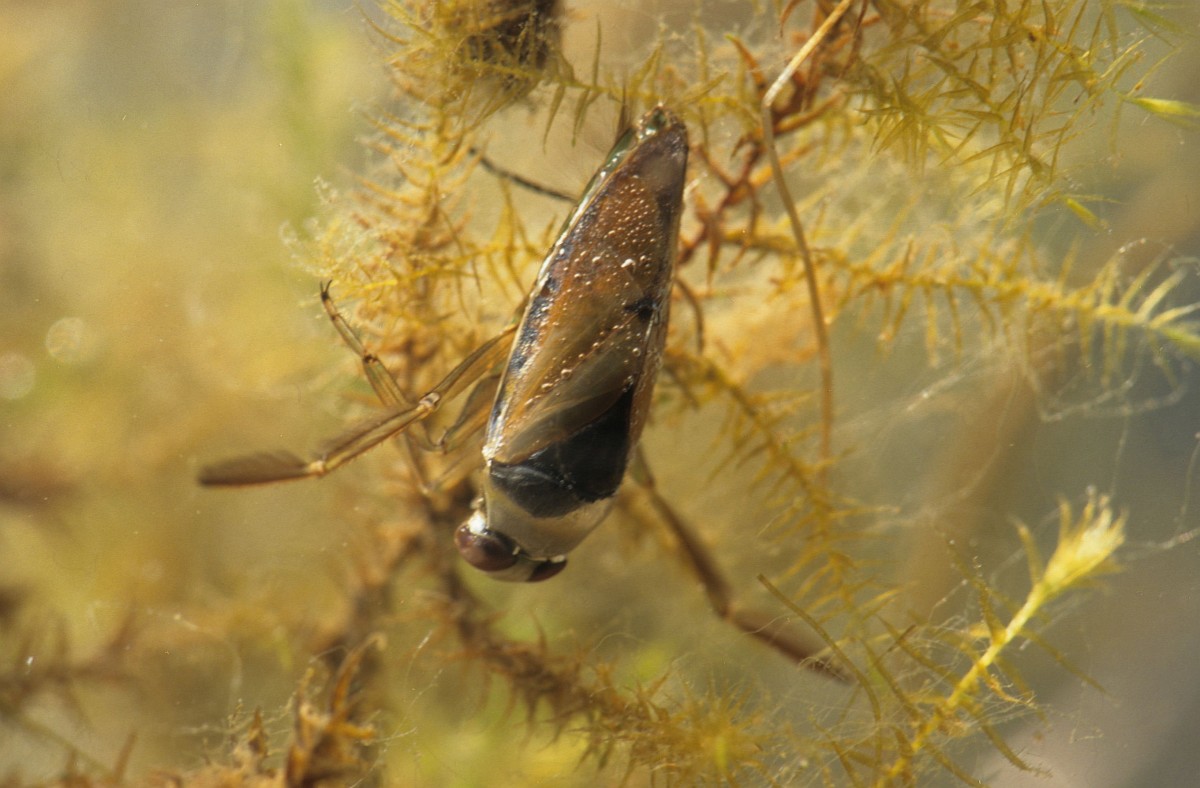 Notonecta glauca, Water Boatman